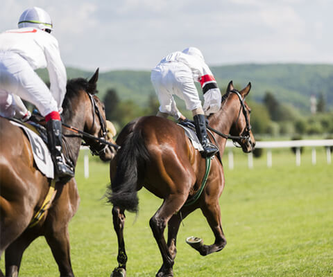 cheltenham horse racing