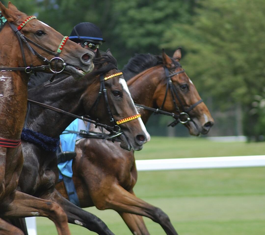 Grand national Horses taken by Canva