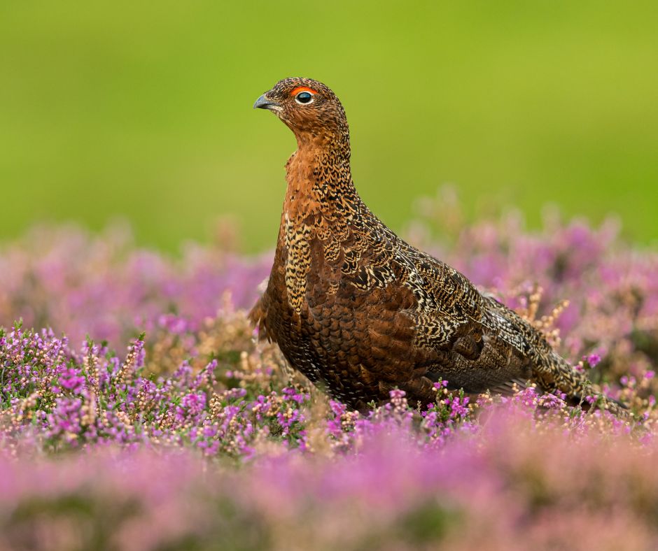 Red Grouse