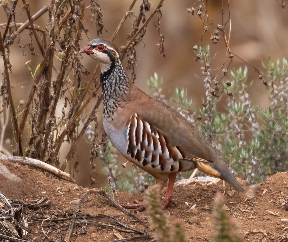 partridge game shoot